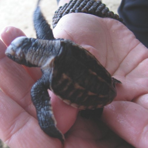 Saving the Sea Turtles in the Mamanuca Group – FIJI Shores and Marinas